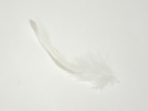 single-feather-001
